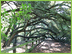 1 Communication Abilities - Family Tree Mediation
